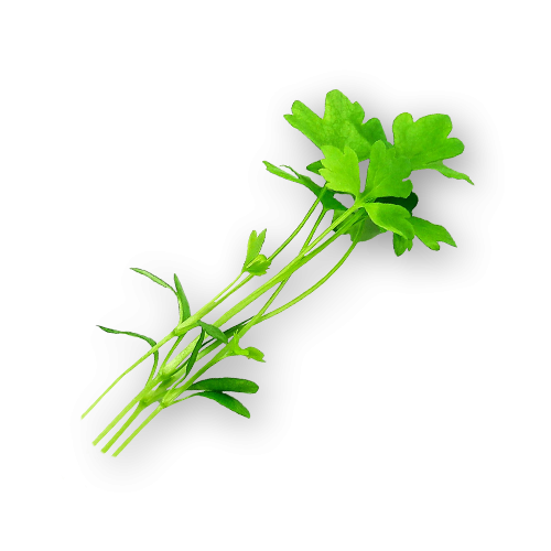 Micro Celery